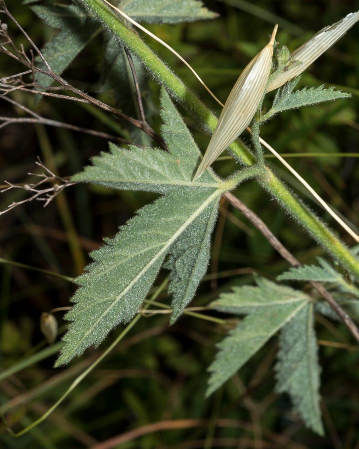 Althaea cannabina / Altea canapina